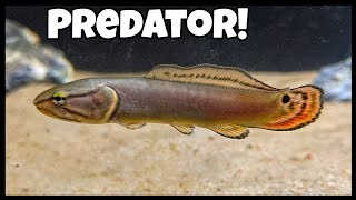 LIVE Fish Unboxing RARE Native Predator Fish [upl. by Eelir]