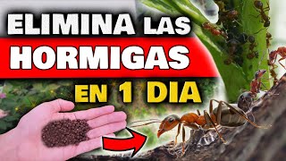 ELIMINAR HORMIGAS en las PLANTAS y DENTRO en CASA  Insecticida NATURAL para Plantas y PLAGAS [upl. by Namara]