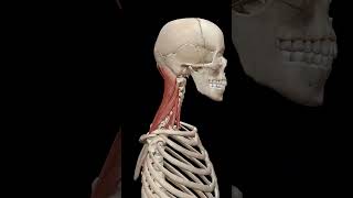 Physiology of Neck Muscles [upl. by Cloutman]