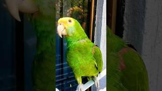 Fito que te gusta hacer loros hablando loro que habla Shorts parrot birds loro fyp humor [upl. by Yawnoc]