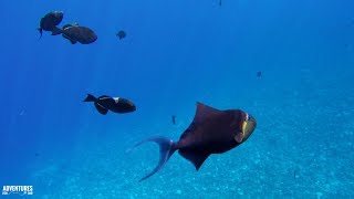 Snorkeling at Kealakekua Bay Captain Cooks Monument in Hawaii [upl. by Ahcmis717]