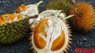 How to open and eat Jungle Durian or durio kutejensis [upl. by Osber]