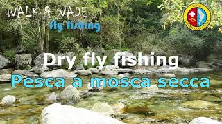 Dry fly fishing  pesca a mosca secca in torrente settembre 2021 [upl. by Annaihr]