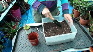 Re potting my little Echinopsis subdenudata Cactus Domino  Sea Urchin Cactus [upl. by Enelrihs576]