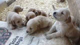 Too cute golden retriever Puppies Barking 3 weeks old [upl. by Nniuqal]