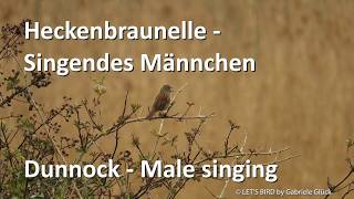 Heckenbraunelle mit Gesang  Dunnock singing Prunella modularis [upl. by Trawets296]