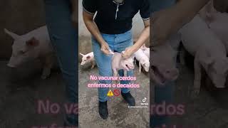 CERDOS Vacuna del mycoplasma y circovirus 🐷💉 [upl. by Hannavas843]