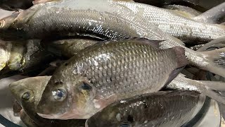 Fish Cleaning  Fish Scale  ASMR  Interesting video [upl. by Hunger]