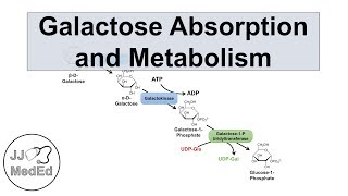 Galactose Absorption and Metabolism  Leloir Pathway and Galactosemia [upl. by Siuluj]