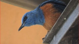 頭上２ｍで鳴くイソヒヨドリ藍磯鶇 Singing Blue Rock Thrush [upl. by Hahsi]