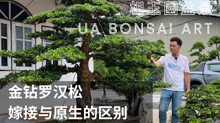 金鑽羅漢松教你分辨嫁接與原生 Podocarpus Jinzuan [upl. by Paige]