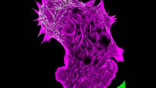 Interaction of Filamentous Actin with Myosin [upl. by Sari]