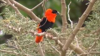 Male Northern Red Bishop in the Gambia [upl. by Tonye]