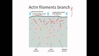 Cell Lab Actin based motility [upl. by Spanjian]