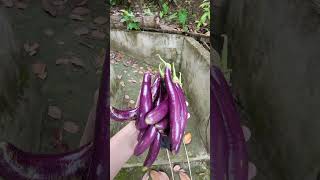 EASY TO HARVEST EGGPLANT AT THE BACKYARD eggplant eggplantrecipe [upl. by Jed]