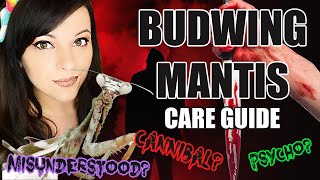 CRAZY MANTISBUDWING MANTIS CARE GUIDE [upl. by Nwahsid]