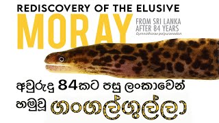 අවුරුදු 84කට පසු ලංකාවෙන් හමුවූ ගංගල්ගුල්ලා Rediscovery of freshwater moray from Sri Lanka [upl. by Ardnuhsal]