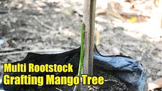 Double Grafting Rootstock Grafting Mango Tree [upl. by Notnarb]