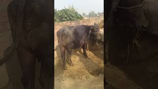 vlog Papa ji bhains ko gaas dalte hue [upl. by Molly]