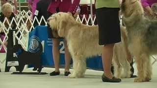 The 2015 Otterhound Club of America National Specialty [upl. by Raman]