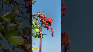 Unusual Flowers Sacred Tree  Butea monosperma  Fabaceae DubaiMarina shortvideo [upl. by Marlie]