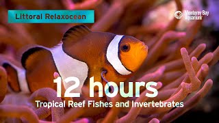 12 Hours Of Tropical Coral Reef Fishes At Monterey Bay Aquarium  Littoral Relaxocean [upl. by Anohsal130]