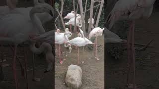 Beautiful Pink Flamingos at the Zoo 🦩🦩🦩 The Natural Cry of Flamingos 🦩🦩 World of nature tv 📸 [upl. by Ahsekam927]