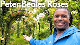 Is this the Most Beautiful Rose Garden in the World Peter Beales Rose Garden [upl. by Seadon]