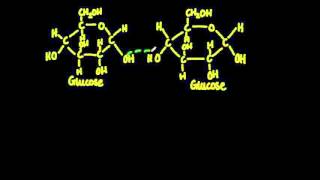 23 Monosaccharide monomers are linked together by condensation reactions [upl. by Niboc427]