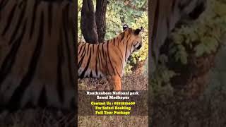 Ranthambore Wildlife Tiger Safari Video Book Ranthambore Safari 2024 viralvideo [upl. by Adnirod]