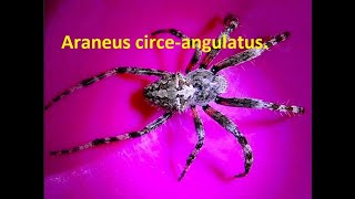 Araneus circe angulatus by Theo [upl. by Zebulon]