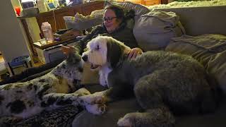 Old Englishsheepdog Daisy and Dashel playing [upl. by Daniyal]