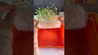 APELAGI NIHHH 😳 plant seed bubblewrap experiment [upl. by Ahso]