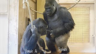 Excited Silverback Gorilla Asks A Female To Mate ❤️  Shabani amp Ai [upl. by Joannes]