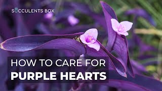 BEST TIPS HOW TO CARE FOR PURPLE HEART PLANT  TRADESCANTIA PALLIDA [upl. by Virginie]