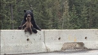 Mama Bear Saves Her Cub From The Highway [upl. by Ecnarretal425]