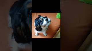 🥰😂 Barking Cute Puppy Cavalier King Charles Spaniel [upl. by Wiltsey354]