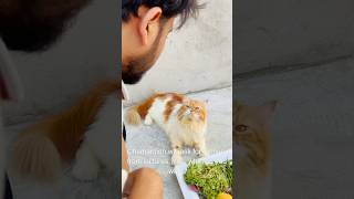 Billu sabziwala😳😳 catcomedy cat billicomedy billug catvideo sajidcat billucat [upl. by Arbuckle74]