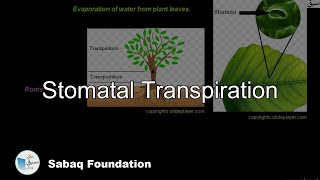 Stomatal Transpiration Biology Lecture  Sabaqpk [upl. by Saloma]