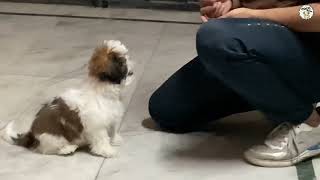 Training My Shih Tzu at Home Teaching Him to Sit  Part  2  Home Dog Training  🐶 [upl. by Stacee542]