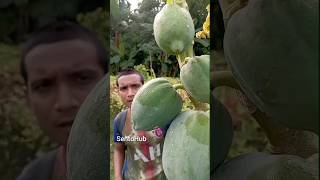 When the papaya grows from the tree it cries  outdoors bushcraft camping survival sentohub [upl. by Ruenhs]