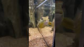 PUFFER FISH VS PUFFER FISH [upl. by Chrissy]