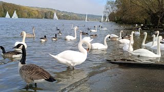 Feeding Happy Swans amp funny Ducks Canada goose  Peaceful Afternoon in Nature  Birdwatching 4K [upl. by Flori]