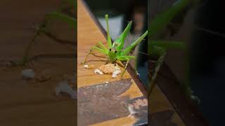 The grasshopper feeding time 🤣🤣 funny comedy holi grasshopper [upl. by Lounge]