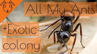 All My Ants Update Exotic Ants Unboxing [upl. by Daniel339]