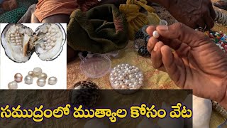 searching for pearls ముత్యాలు in kanyakumari Indian ocean [upl. by Lewis]