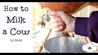 How to Milk a Cow By Hand or goat [upl. by Petromilli874]