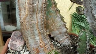 Natural Corking on Cacti amp Succulent plants and what causes it [upl. by Mcgaw971]