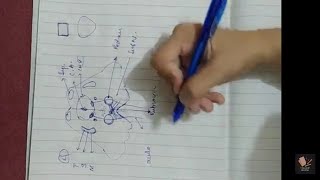 08 Midbrain at level of Superior Colliculus  Transverse Section  Drawing  EASY mnemonic [upl. by Ashby25]