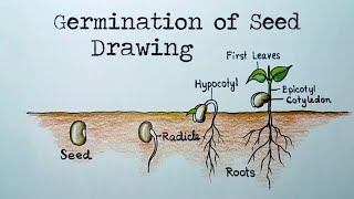 How to draw Seed germination easy way Stages Germination of seed drawing [upl. by Tapes]